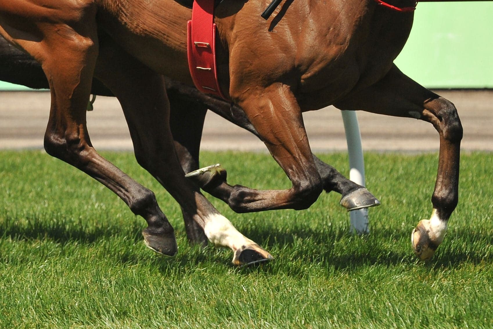 Horse racing action