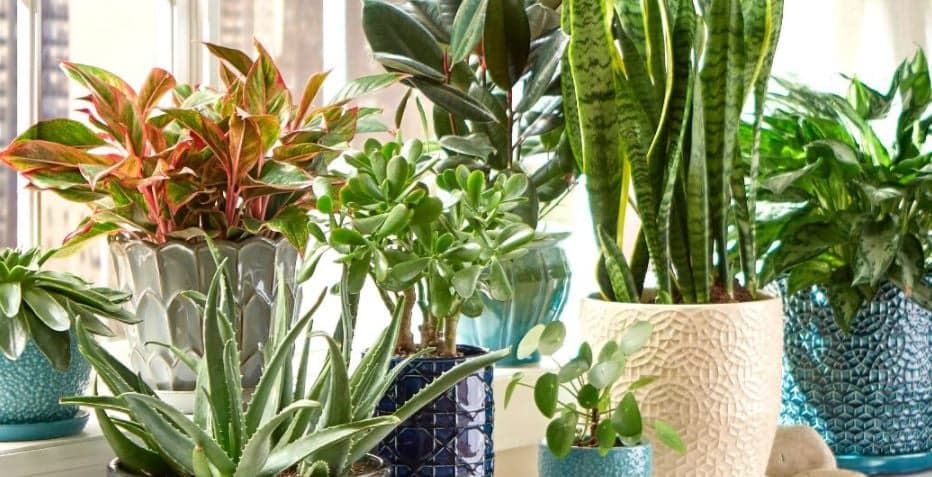 indoor-plants