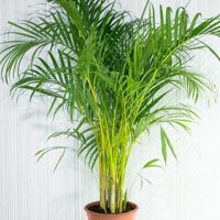 Indoor bamboo palm