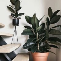 Potted indoor rubber plant