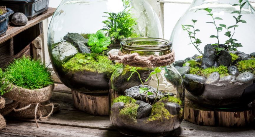 Creating Your Own Terrarium Indoor Garden